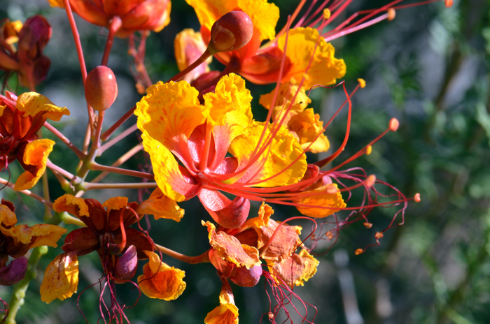 Red Bird-of-Paradise flowers are showy large orange, red and yellow on an erect flowering stem known as a raceme. The flowers are considered to be among the most beautiful or pretty anywhere and the plants are called the Pride of Barbados where they are native. Caesalpinia pulcherrima